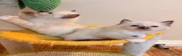 Ragdoll cats for sale: Stunning 🌟 Pure 🌟 Ragdoll Kittens PKD/HCM ✅  - Advert 6