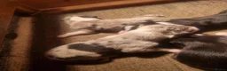Border Collie dogs for sale: Long haired border collie puppies  - Advert 4