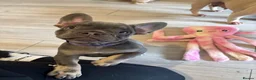 French Bulldog dogs for sale: KC French bulldog puppies - Advert 6