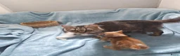 Mixed Breed cats for sale: Beautiful FLUFFY kittens VIDEOS - Advert 4