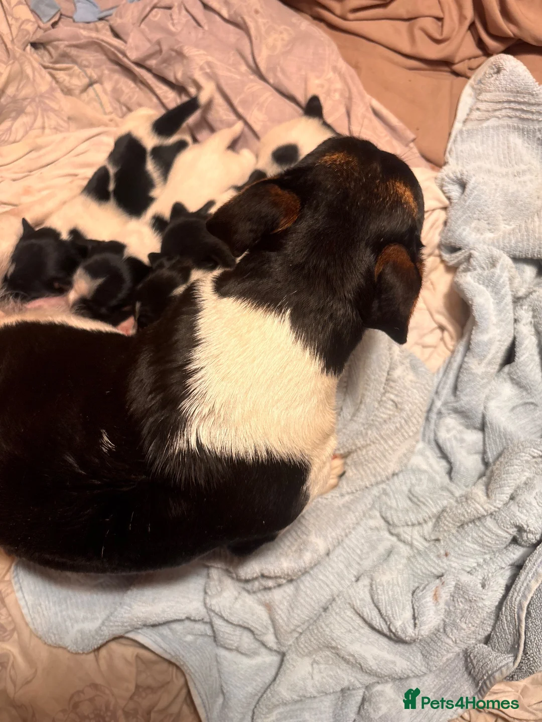 Jack Russell dogs for sale: Traditional Jack Russell Puppies  - Advert 2