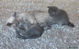 British Shorthair cats for sale: Beautiful BSH kittens looking for forever homes - Image 6