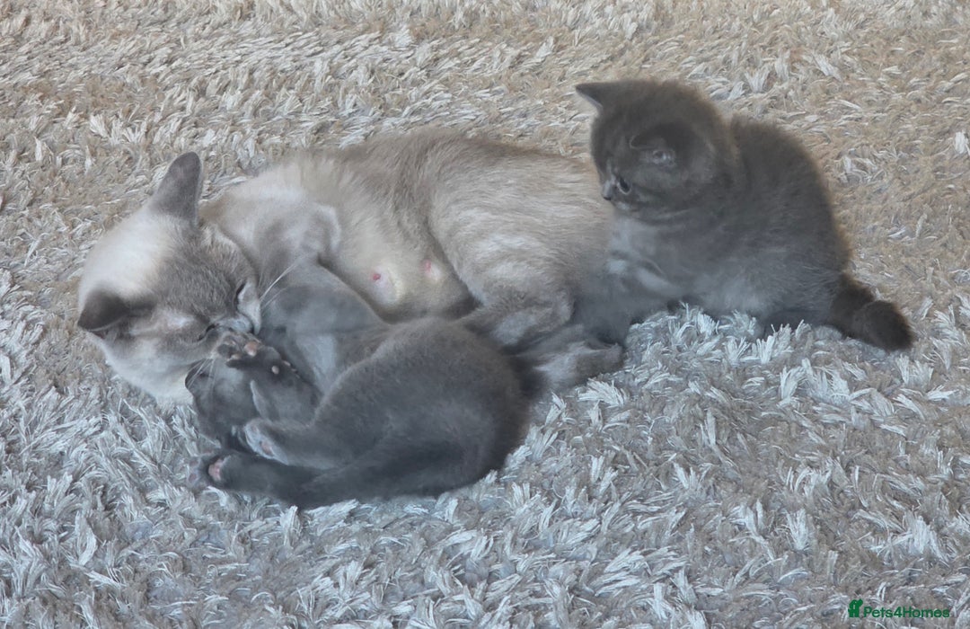 British Shorthair cats for sale: Beautiful BSH kittens looking for forever homes - Image 6