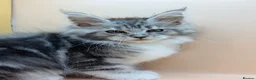 Maine Coon cats for sale: Maine Coons with Tests, Papers, Vet Checks & Vacc. - Advert 4