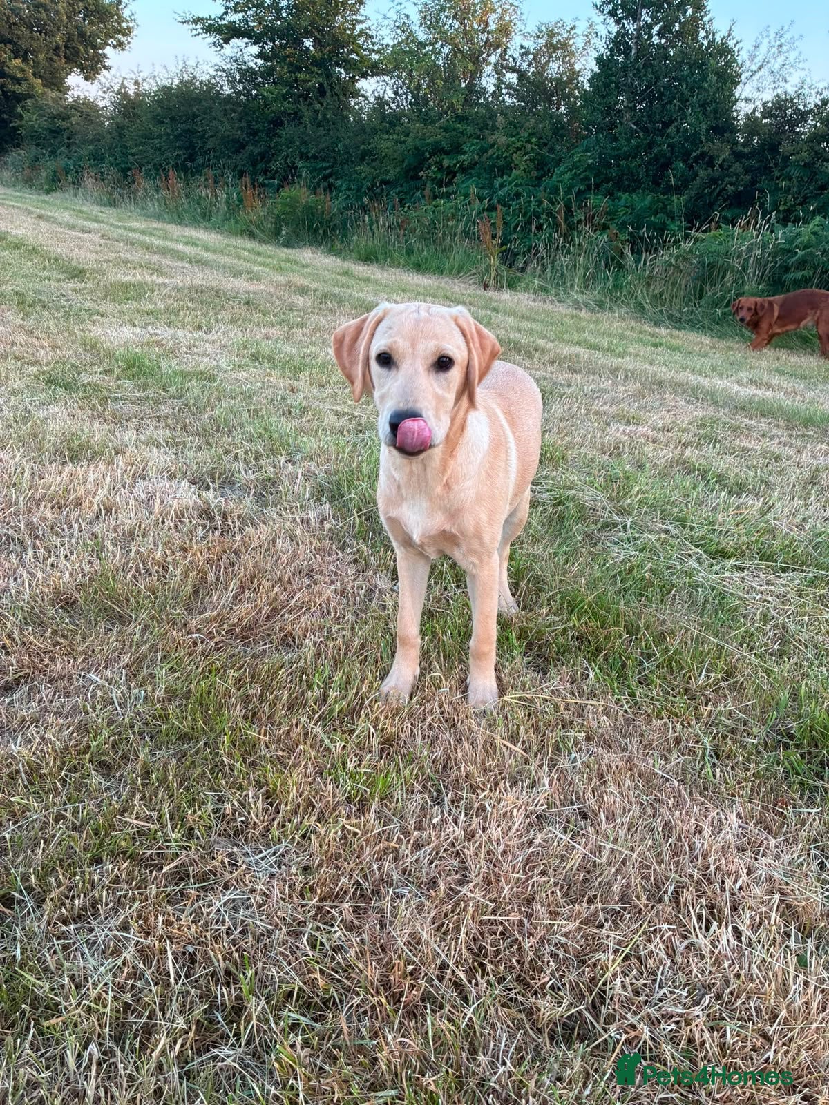 Labrador Retriever dogs Beautiful Labrador puppy  - Advert 2