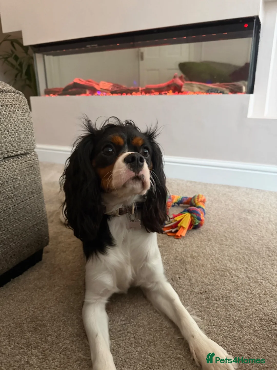 Cavapoo dogs for sale: Black and Tan Cavapoo F1 Girl 🖤🤍🧡 - Advert 2