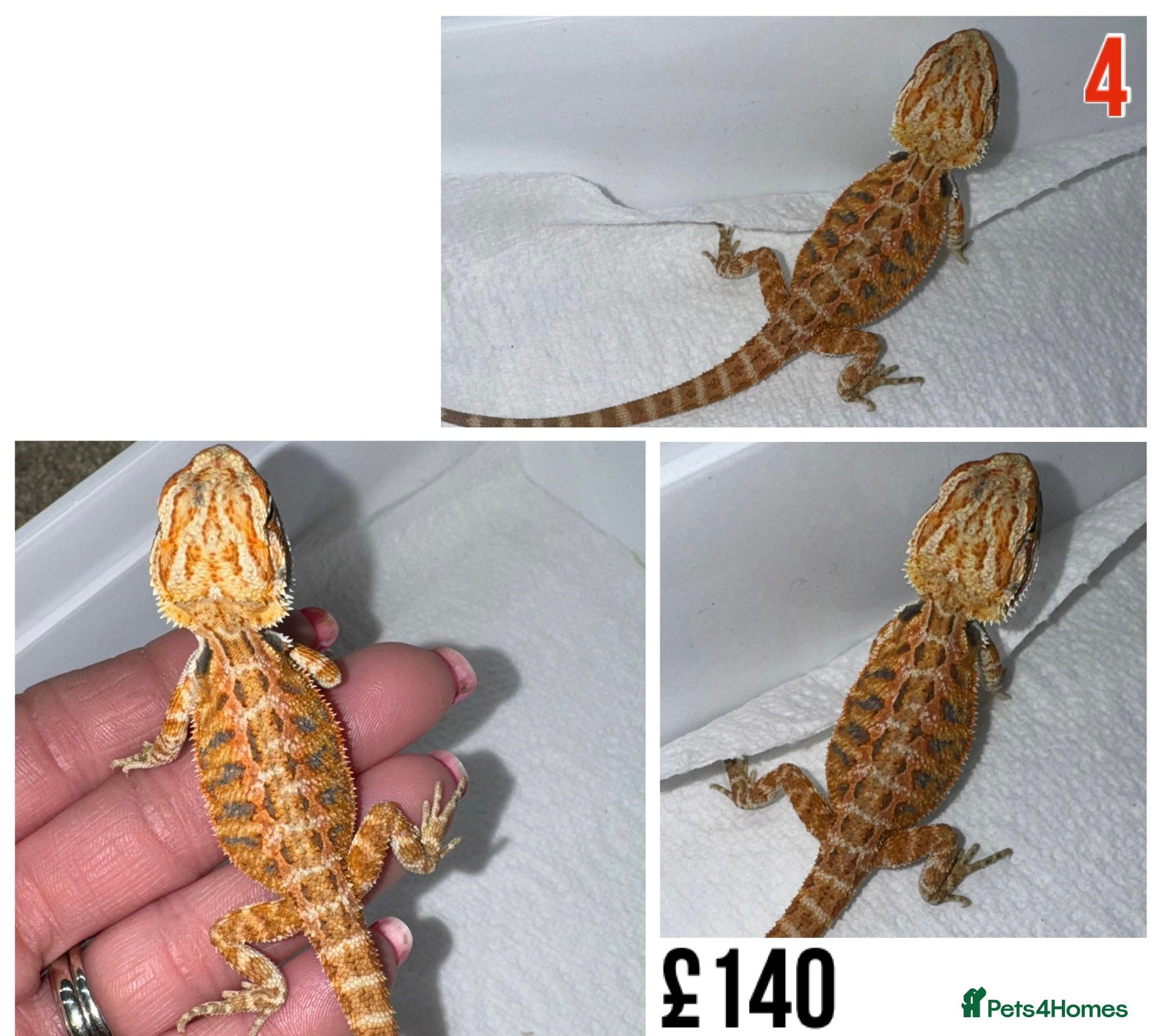 Bearded Dragon reptiles Baby Bearded Dragons For Sale! - Advert 14