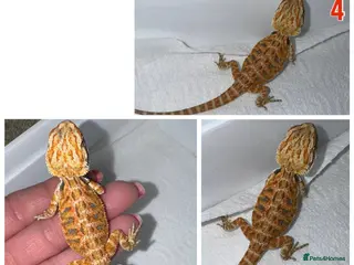 Bearded Dragon reptiles Baby Bearded Dragons For Sale! - Advert 14