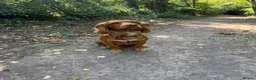 Cocker Spaniel dogs for stud: KC registered and DNA tested available for stud in Hereford - Advert 2