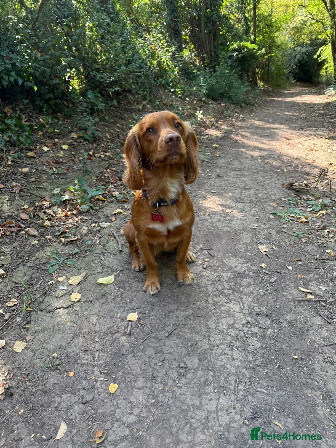 Cocker Spaniel dogs for stud: KC registered and DNA tested available for stud in Hereford - Advert 2