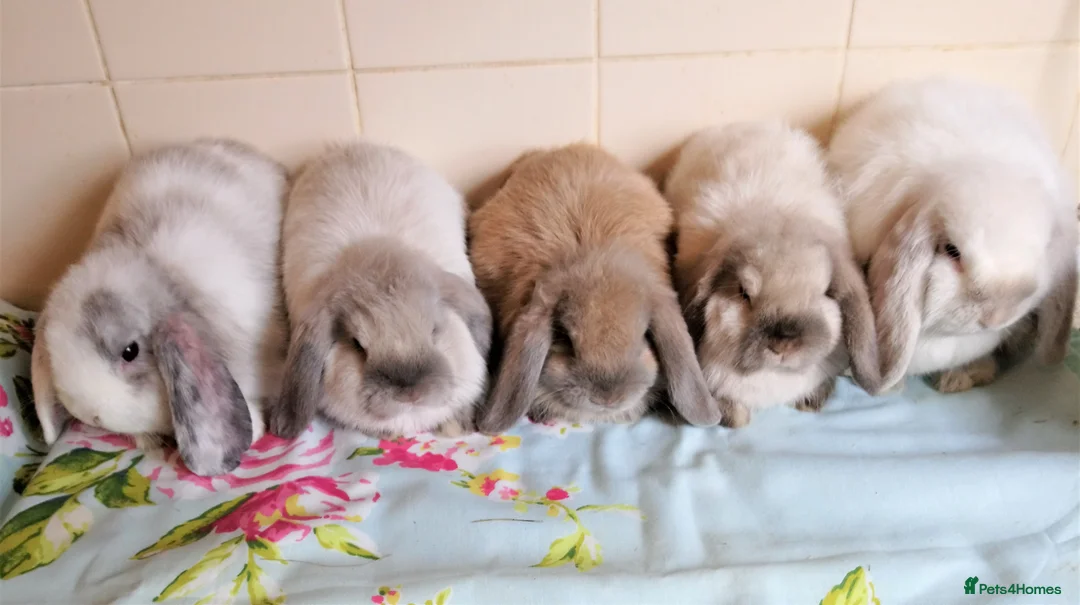 Mini Lop rabbits for sale: Pedigree Mini Lops in Tamworth - Advert 1