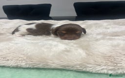 Dachshund dogs for sale: Tiny long haired piebald dachshunds for sale ! - Image 22
