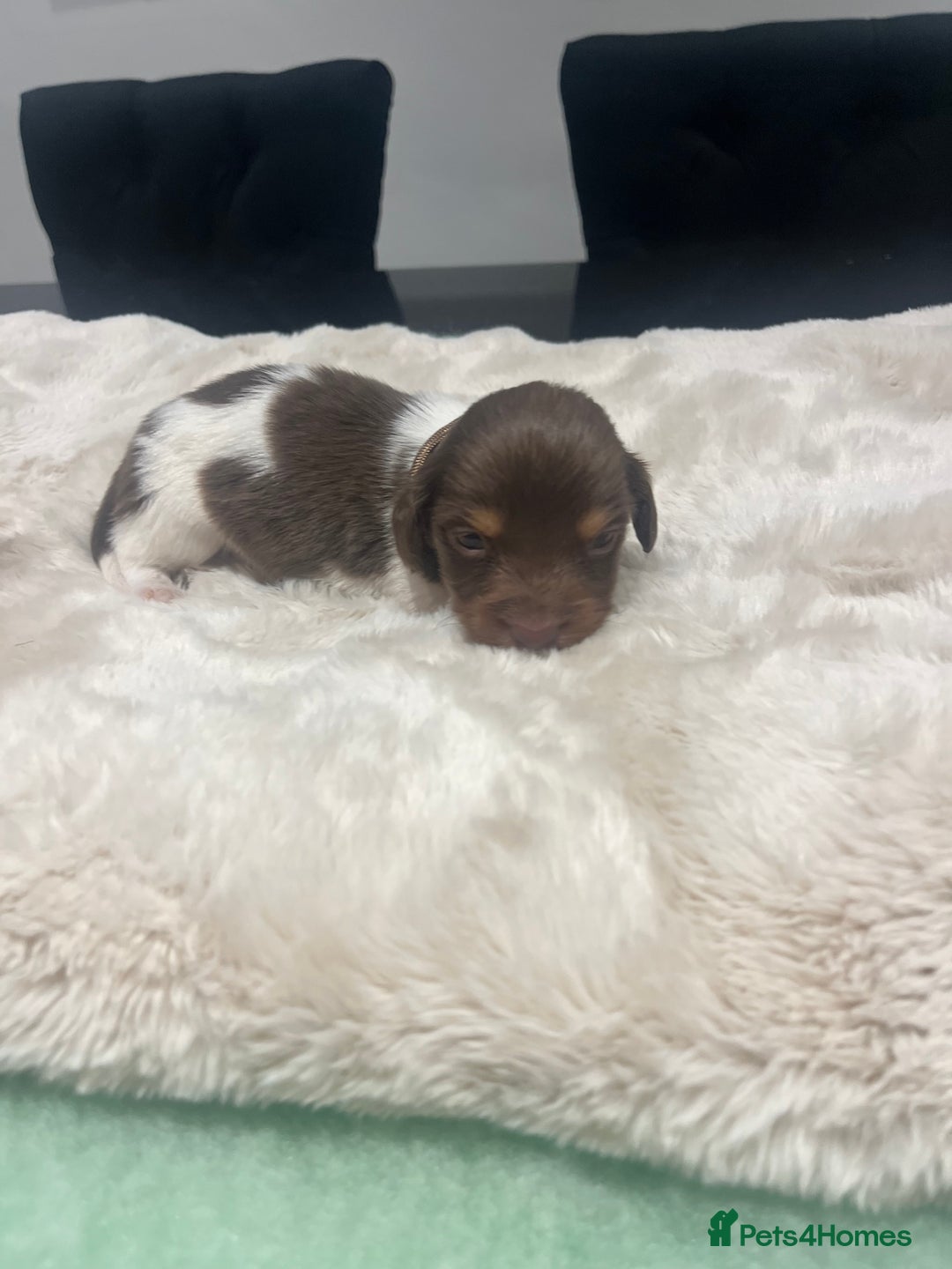 Dachshund dogs for sale: Tiny long haired piebald dachshunds for sale ! - Image 22