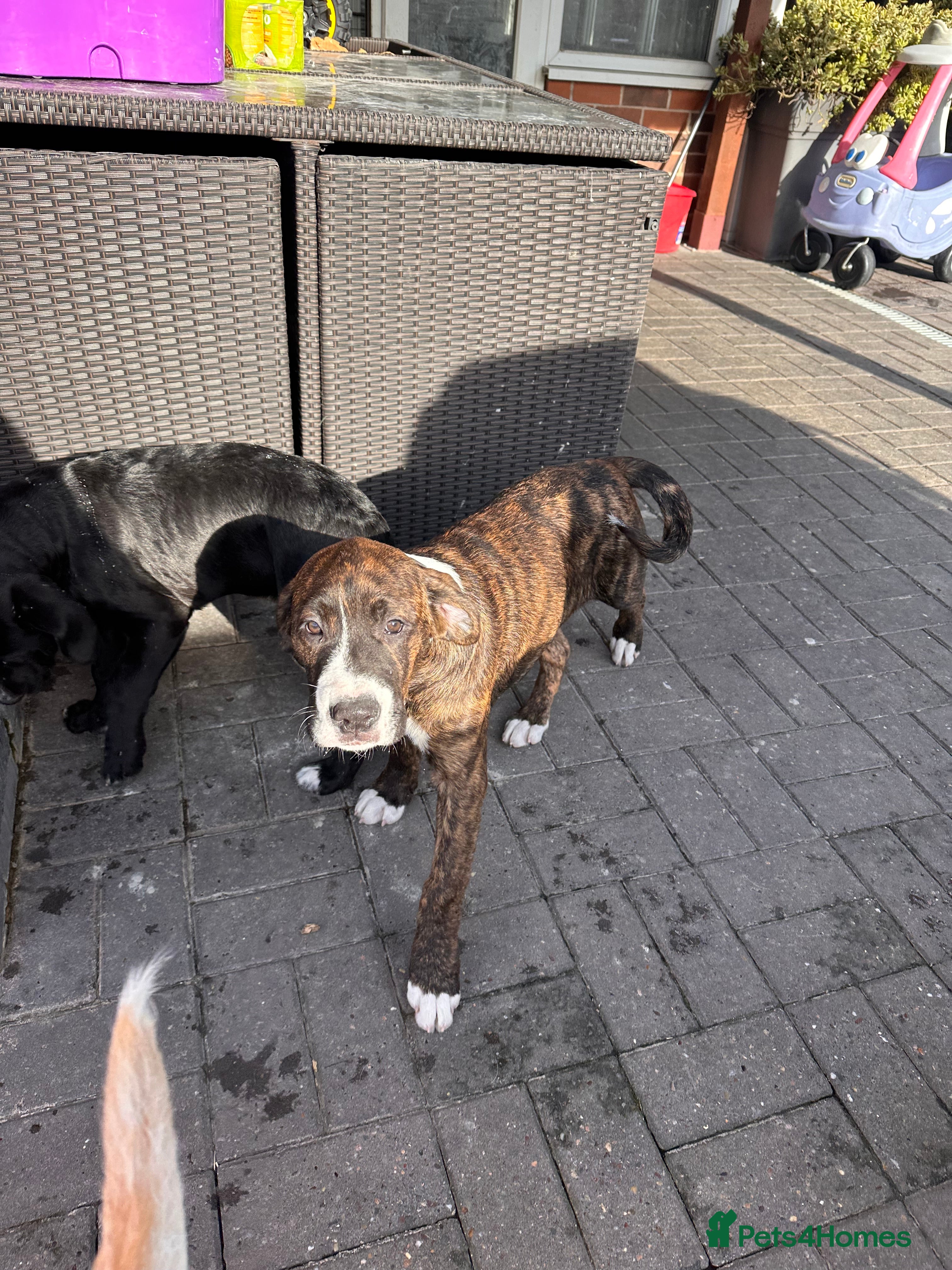 Mixed Breed dogs 🖤🤎2 🤎🖤Labrador-Cane Corso Puppies  - Advert 14