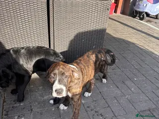 Mixed Breed dogs 🖤🤎2 🤎🖤Labrador-Cane Corso Puppies - Advert 4