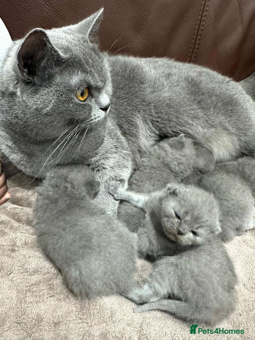 British Shorthair cats for sale: British Shorthair Kitten in London - Advert 2
