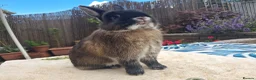 Netherland Dwarf rabbits for sale: Neutered Male Netherland Dwarf 1 year old - Wilf - Advert 11