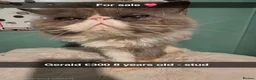 Persian cats for sale: Adult persian cats for sale - Advert 5
