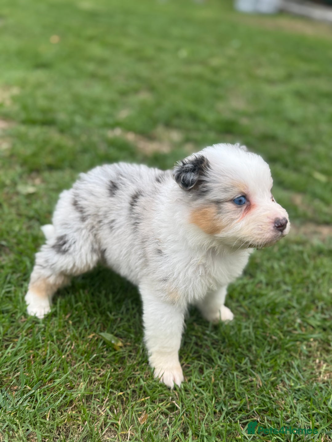 Australian Shepherd dogs for sale: 5 KC registered Australian Shepard puppies - Image 7
