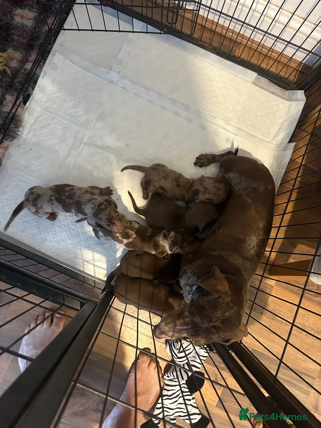 Miniature Dachshund dogs for sale: 6 beautiful miniature dachshund puppies - Advert 2