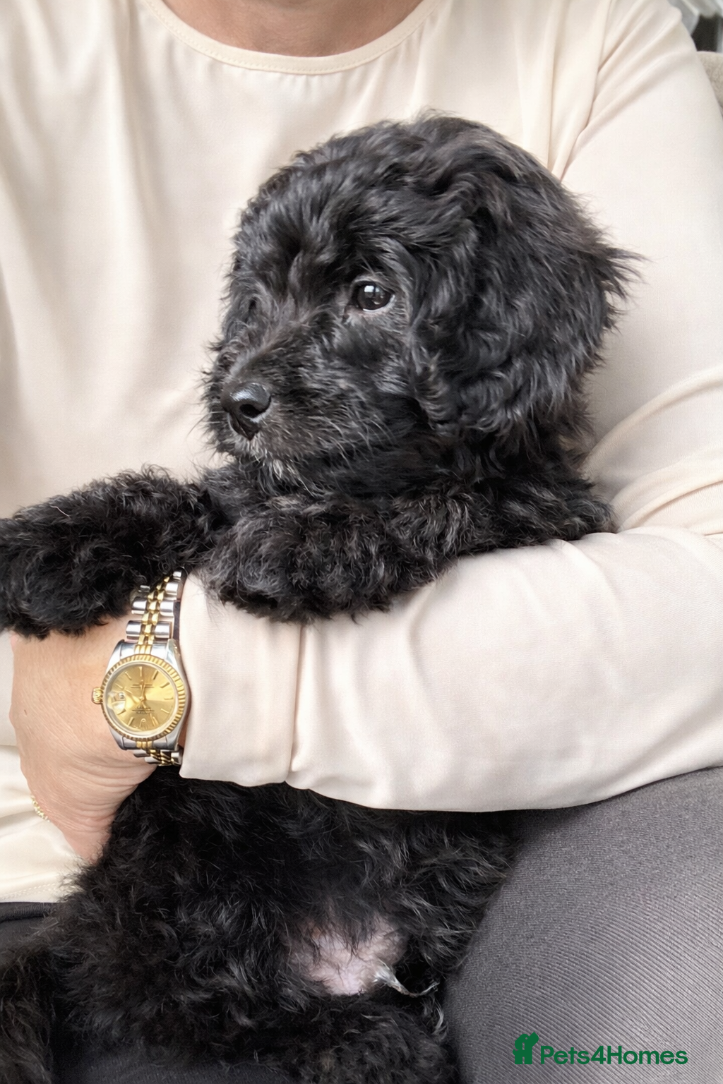 Aussiedoodle dogs 1 BOY! Miniature Aussiedoodle Pups 🩷 - Advert 10