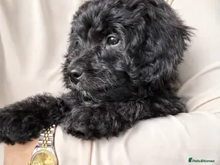 Aussiedoodle dogs 1 BOY! Miniature Aussiedoodle Pups 🩷 - Advert 10