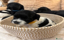 Mixed Breed dogs for sale: Cocker Sproodle Puppies ready 16/12 - Advert 18