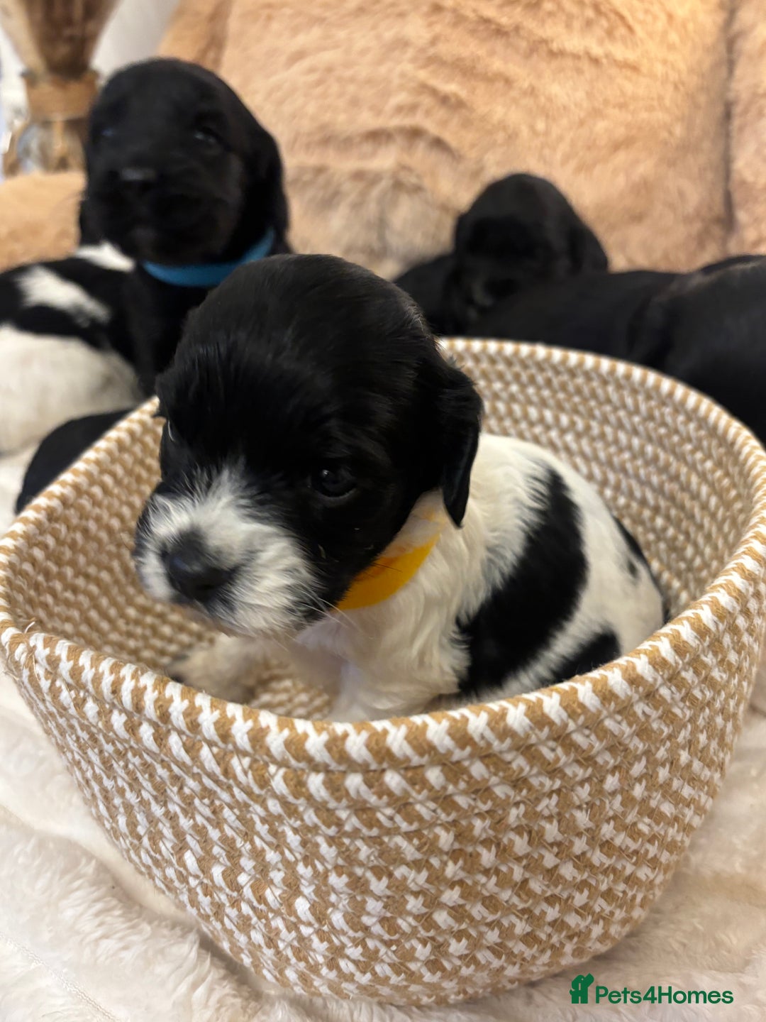 Mixed Breed dogs for sale: Cocker Sproodle Puppies ready 16/12 - Advert 18