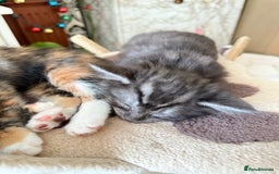 Mixed Breed cats for sale: Kittens  - Image 10