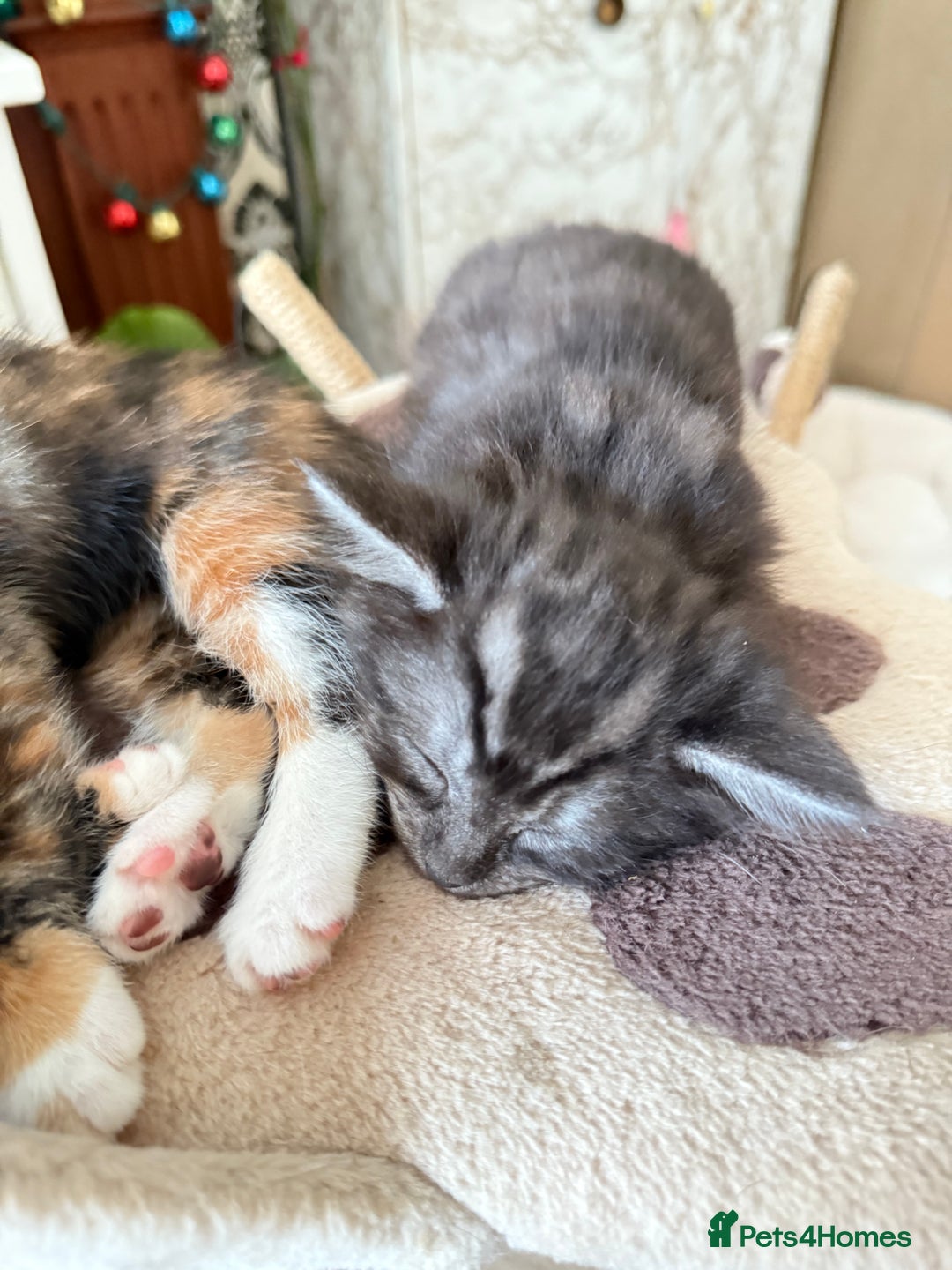 Mixed Breed cats for sale: Kittens  - Image 10