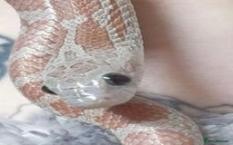 Corn Snake reptiles for sale: Multiple corn snakes for sale  - Image 4