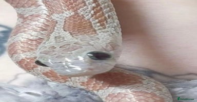 Corn Snake reptiles - Advert 3
