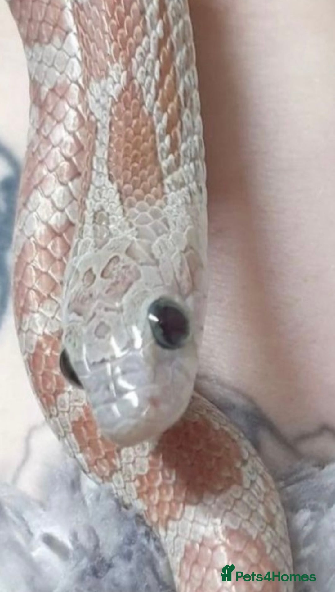 Corn Snake reptiles for sale: Multiple corn snakes for sale  - Image 4