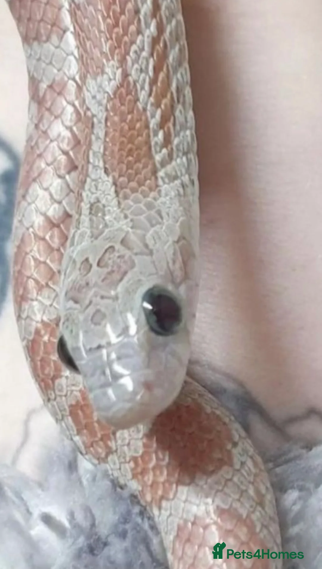 Corn Snake reptiles for sale: Multiple corn snakes for sale  - Advert 2
