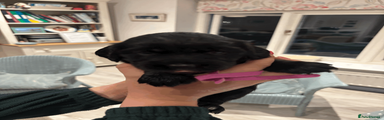 pink collar 
