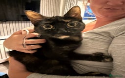 Mixed Breed cats for sale: Female domestic cat for sale - Image 3