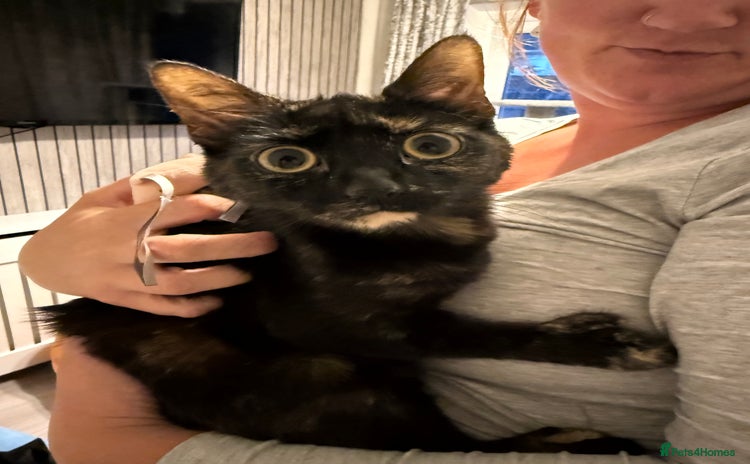 Mixed Breed cats - Advert 17