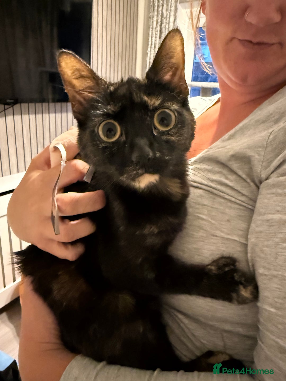 Mixed Breed cats for sale: Female domestic cat for sale - Image 3