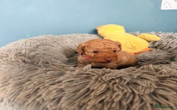 Labradoodle dogs for sale: Miniature labradoodle  - Image 22