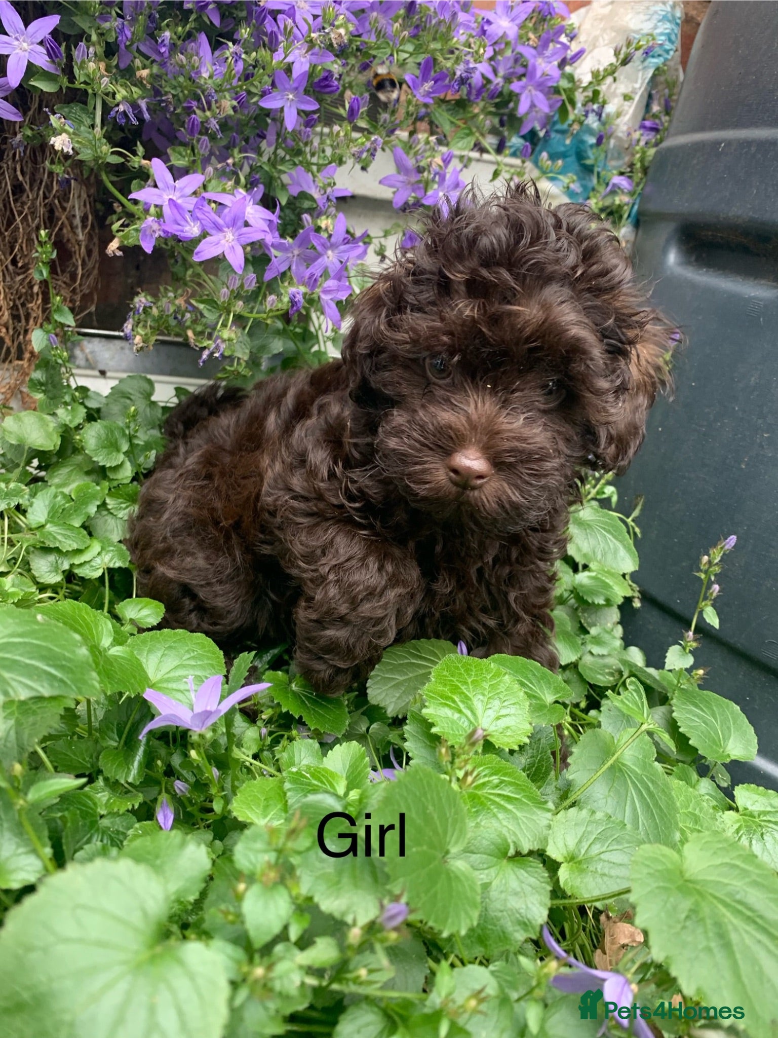 Schnoodle dogs Tiny Schnoodle Puppies 💙+ 🩷 - Advert 4