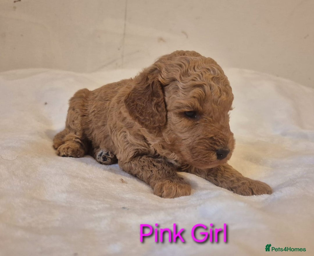 Miniature Poodle dogs for sale: Stunning Health Tested Red Miniature Poodles - Advert 9