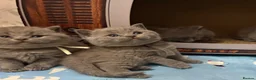 British Shorthair cats for sale: GCCF British shorthair kittens. - Advert 8