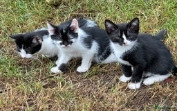 Mixed Breed cats for sale: Kittens - Image 10