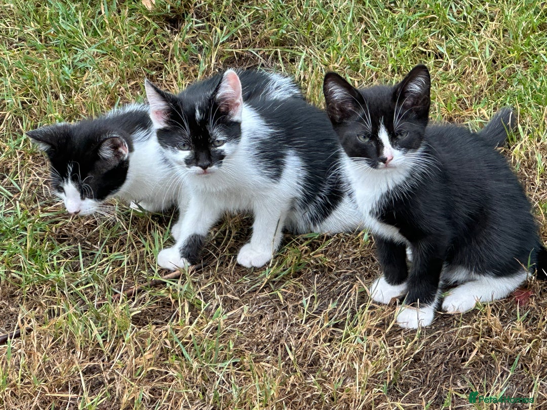 Mixed Breed cats for sale: Kittens - Image 10