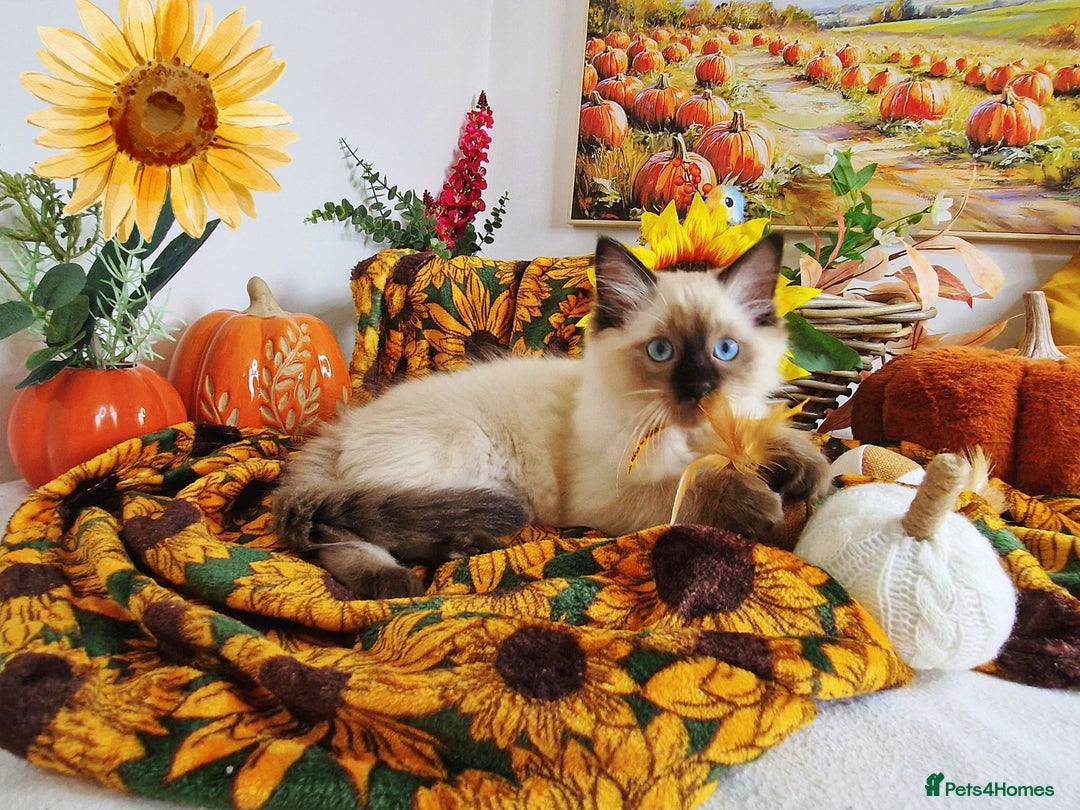 Ragdoll cats for sale: GCCF Ragdoll Kittens - Outstanding!  - Image 20