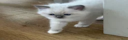 Ragdoll cats for sale: Beautiful Ragdoll Kittens  - Advert 4