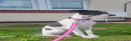 Whippet dogs for sale: Beautiful whippet puppy - Advert 3