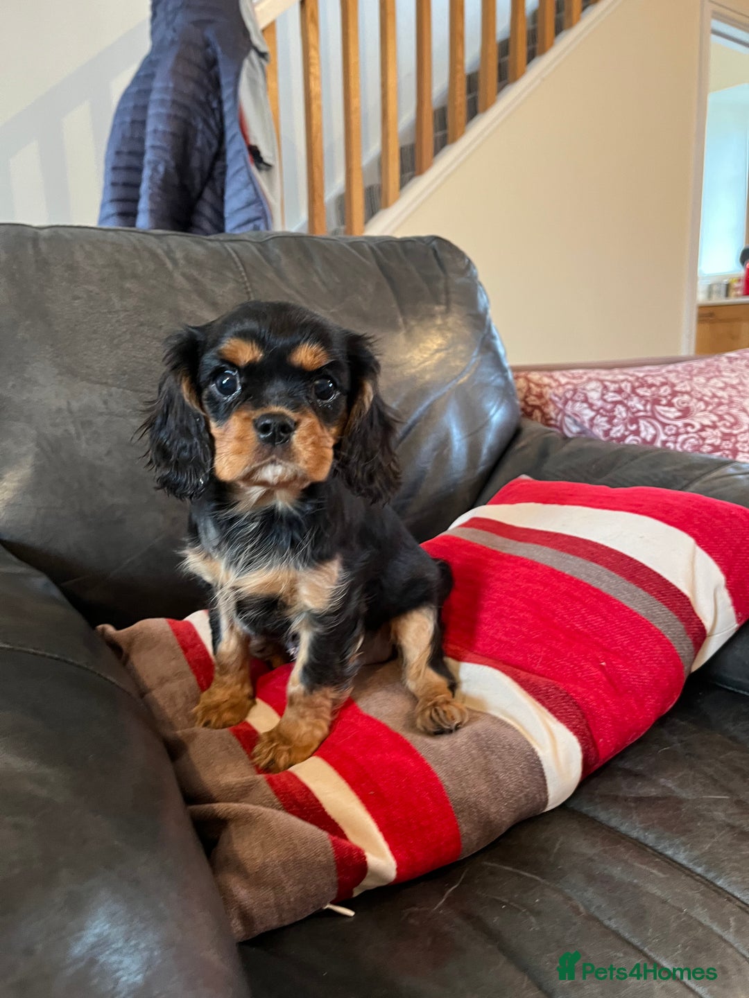 Cavalier King Charles Spaniel dogs for sale: Health tested KC REG cavalier King Charles  - Advert 5