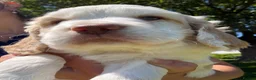 Clumber Spaniel dogs for sale: Beautiful litter of Clumber Spaniels in Yelverton - Advert 7