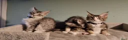Maine Coon cats for sale: LAST 2 BEAUTYFULL KITTENS Tica Reg.!! - Advert 6